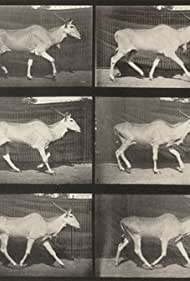 Eland Trotting (1887)